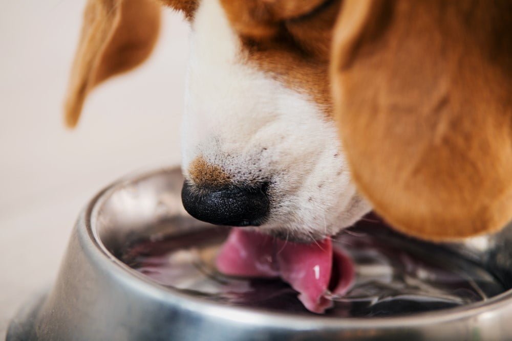 Vandskål til hund & | Køb vandskåle til katte og hunde her!